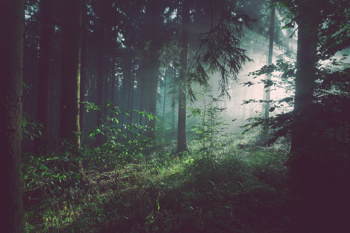 Sonnenlicht fällt durch einen grünen Wald